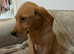Fox red lab boy available to leave now