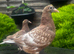 Mullenium pigeon