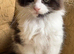 Beautiful Maine Coon Kittens