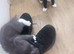 Male kitten left