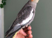 Hand reared super tame baby cockatiel