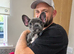Female frenchie