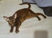 Chocolate Havana Brown Oriental Female