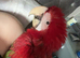 Greenwing macaw baby&rsquo;s - Ready now -