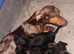 Miniature dachshunds
