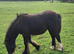 Black traditional cob filly