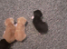 4 kittens for sale
