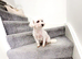 Maltese