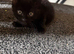 Beautiful kittens