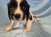 Springer Spaniel Puppies