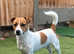 Stunning Jack Russel for stud