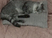 3 year old female bsh for sale