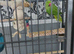 Male Indian Ringneck with large parrot cage