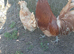 Pair of chamois polish