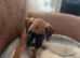 Kc reg boxer puppies long/bob tail