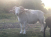Wiltshire Horn Ram