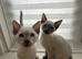 Adorable Siamese Kittens Looking for Their Forever Homes