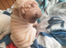 5 beautiful shar pei pups