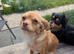 Chihuahua with a drop of Yorkshire terrier