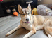 Siberian husky
