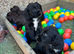 Exceptional working cocker spaniel pups