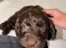 9 weeks old cockapoo looking for a new loving home