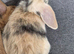 Male and female mini lops