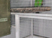 Breeding pair Eculectus