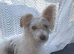 Female biewer terrier