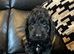 Beautiful cockapoo puppies
