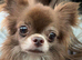 Tiny Long hair chocolate chihuahua STUD