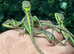Casque head iguanas cb26 Babies WOW!