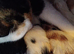 2 kittens for sale