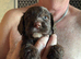 1 darling female chocolate cockapoo