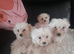 Bichon