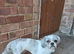 Male shih tzu