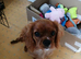 Cavalier king charles puppy 6mth old