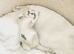 British shorthair kittens