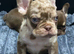 French bulldog puppies