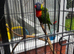 Rainbow Lorikeet