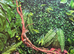 Young Chinese water dragon.