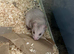 Syrian hamster baby females - Ready Now