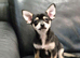Beautiful Chihuahua