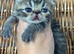3 beautiful exotic females can be gccf registered if needed