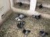 Race pigeons free