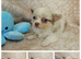 Long haired Choc & Choc Merle pups, Russian dad...
