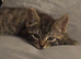 Tabby boy 9 w o
