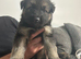5 long hair German Shepard puppies 4 weeks and 2 days old