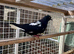 Afghan pigeon