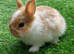 Gorgeous Baby Netherland Dwarfs - Vaccinated with the Nobivac 3 in 1 - READY NOW